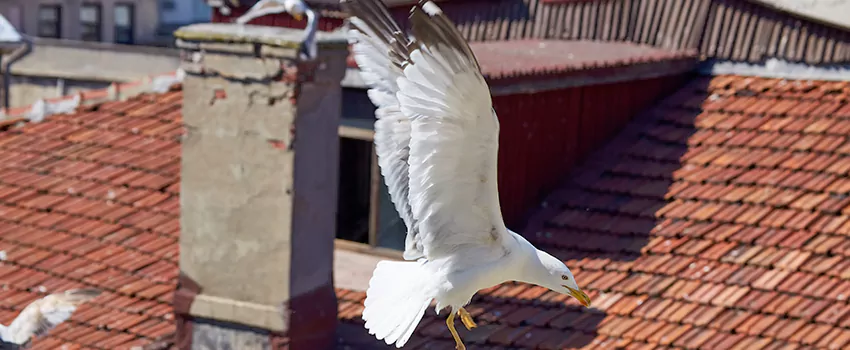 Residential Chimney Animal Removal Solution in San Clemente, CA